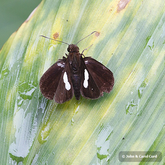 J01_1229 Banded Demon.JPG